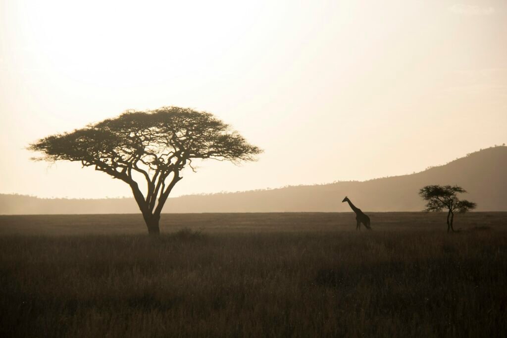 Nature & Safari